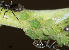Aphis farinosa