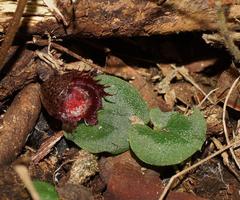 Corybas fimbriatus