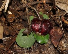 Corybas fimbriatus