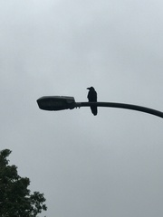 Corvus macrorhynchos
