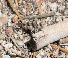 Trimerotropis fontana