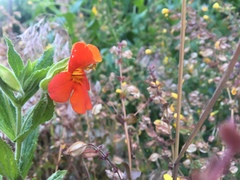 Erythranthe cinnabarina