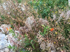 Erythranthe cinnabarina