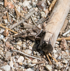 Trimerotropis fontana