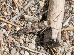 Trimerotropis fontana