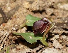 Corybas unguiculatus
