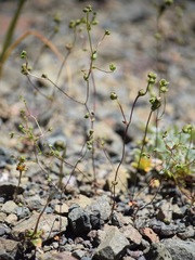 Nemacladus capillaris