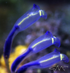 Clavelina meridionalis