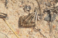 Ptychadena mossambica