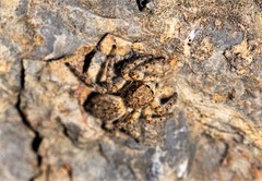 Plexippoides gestroi