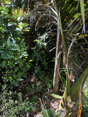 Pittosporum turneri