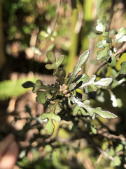 Pittosporum turneri