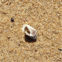 Agnewia tritoniformis