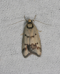 Compsotropha selenias