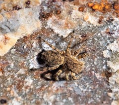 Plexippoides gestroi