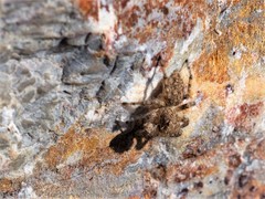 Plexippoides gestroi