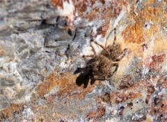 Plexippoides gestroi