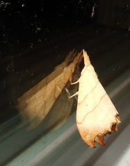 Drepana bilineata