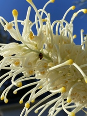 Aulacophora hilaris