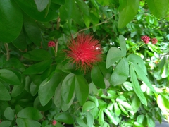 Calliandra tergemina