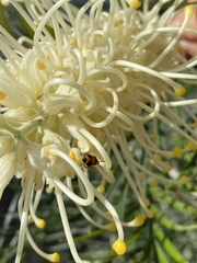 Aulacophora hilaris