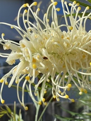 Aulacophora hilaris