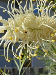 Aulacophora hilaris