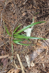 Dianella nigra