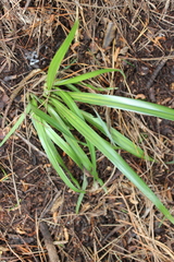 Dianella nigra