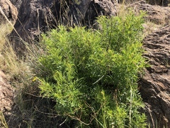 Tecoma stans angustata