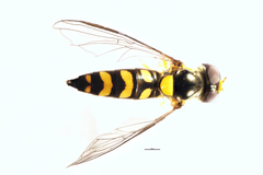 Allograpta ropala
