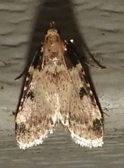 Aglossa costiferalis