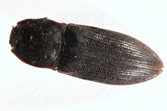 Agrypnus variabilis
