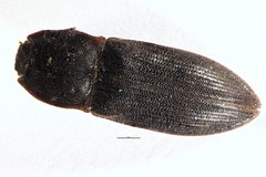 Agrypnus variabilis