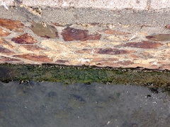 Amphibalanus amphitrite