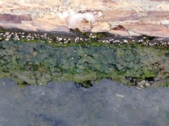 Amphibalanus amphitrite