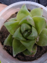 Magnoliopsida