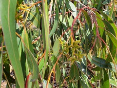 Eucalyptus litoralis