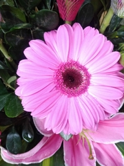 Asteraceae