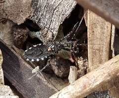 Trachylestes turneri