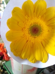 Asteraceae