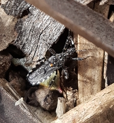 Trachylestes turneri