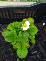 Fragaria × ananassa