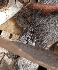 Trachylestes turneri