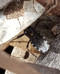 Trachylestes turneri