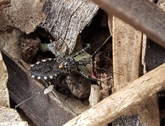 Trachylestes turneri