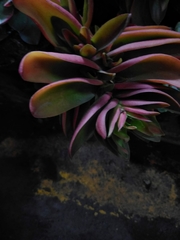 Magnoliopsida