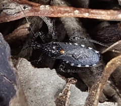 Trachylestes turneri