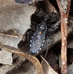 Trachylestes turneri