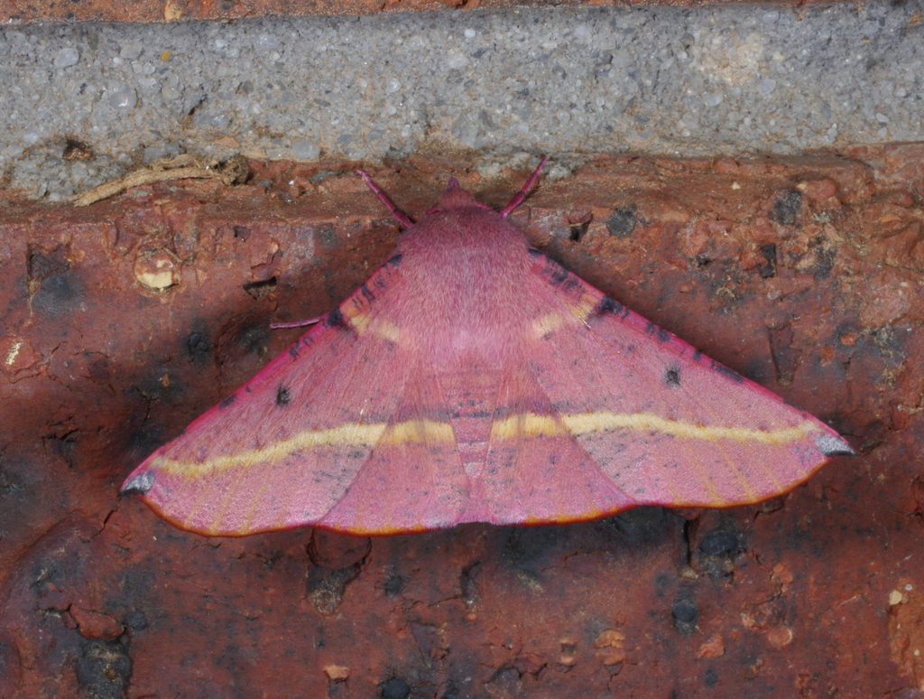 Oenochroma